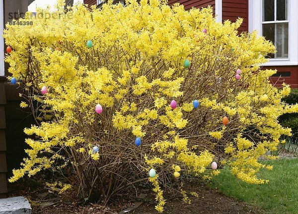 Vereinigte Staaten von Amerika USA Baum Dekoration Herbst Chicago Ostern Illinois