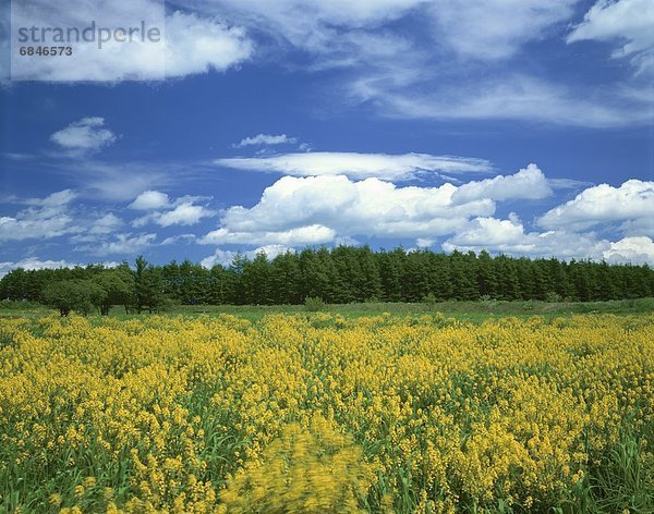 entfernt  Blume  gelb  Wald  Feld  Hokkaido  Japan
