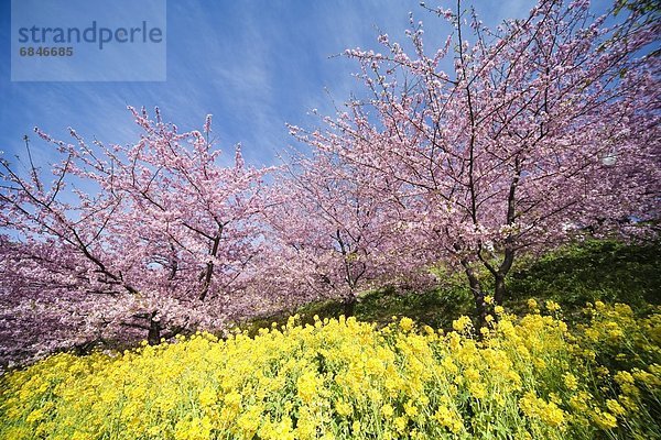 Baum  Kirsche  blühen  Raps  Brassica napus  Japan