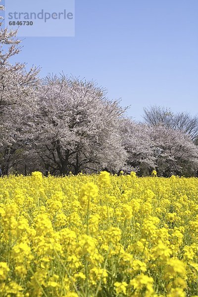 Baum  Tokyo  Hauptstadt  Kirsche  Feld  Raps  Brassica napus  Japan