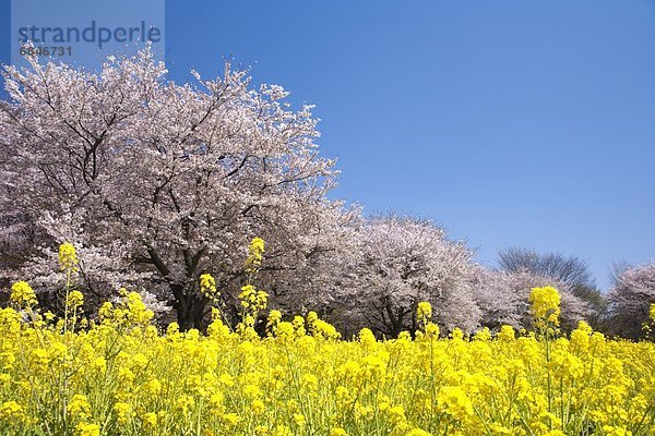 Baum  Tokyo  Hauptstadt  Kirsche  Feld  Raps  Brassica napus  Japan