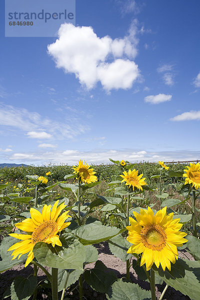 Sonnenblume  helianthus annuus  Japan