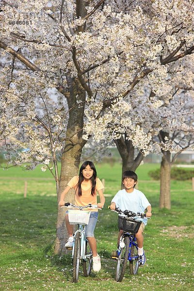 Junge - Person  Baum  fahren  unterhalb  Kirsche  Fahrrad  Rad  Mädchen  Tokyo  Hauptstadt  Japan