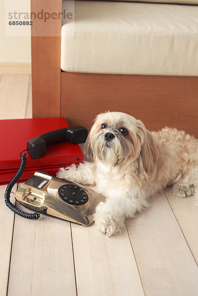 benutzen  Telefon  Hund