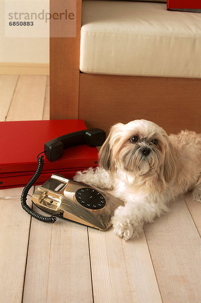 benutzen  Telefon  Hund