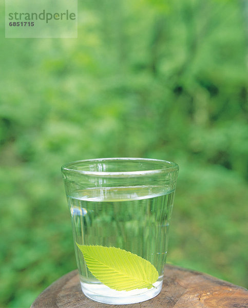 Wasser  Glas  Pflanzenblatt  Pflanzenblätter  Blatt