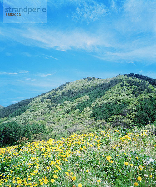 Berg  Wildblume  Wiese