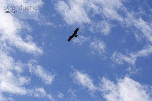 Wolke  Himmel  blau  Vogel