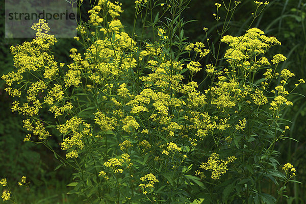 Patrinia scabiosaefolia