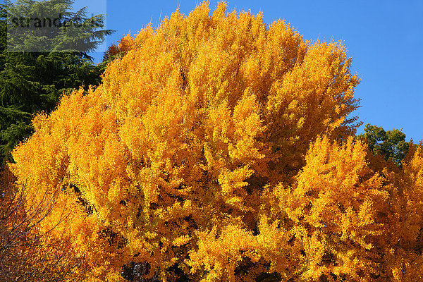 Baum  Herbst  Ginkgo