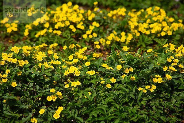 Potentilla freyniana