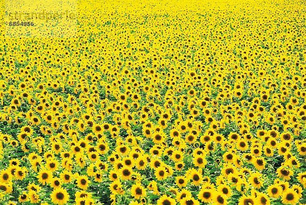 Frankreich  Freundlichkeit  Sonnenblumenfeld