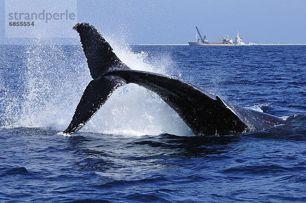 Humpback Whale Breaching  Ship in Background