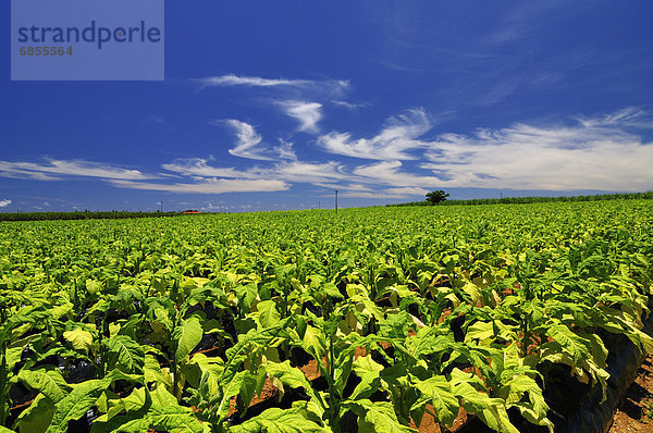 Tabak-Feld