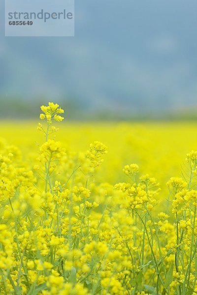 Vitalität  gelb  blühen  Feld  Raps  Brassica napus  Nagano  Japan