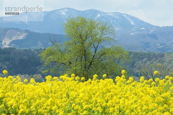 Baum  gelb  blühen  Feld  Raps  Brassica napus  Nagano  Japan