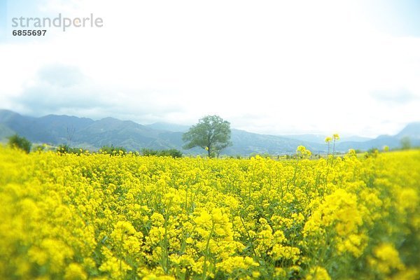 Baum  blühen  Feld  Raps  Brassica napus  Nagano  Japan