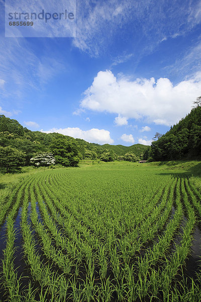 Feld  Reis  Reiskorn  Japan