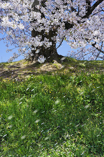 blasen  bläst  blasend  Baum  Wind  Kirsche  Blüte  Blütenblatt  Honshu  Japan