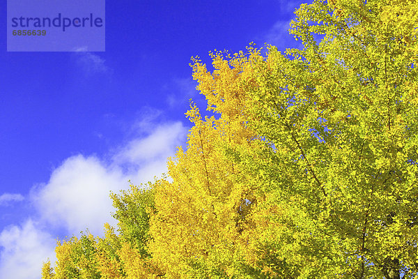 Baum  Himmel  Herbst