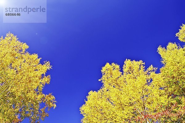 Baum  Himmel  blau