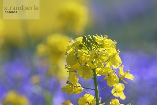 Raps  Brassica napus  Hyogo  Japan