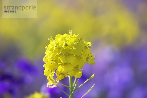 Raps  Brassica napus  Hyogo  Japan