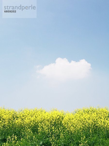 Himmel  blühen  Feld  blau  Raps  Brassica napus  Japan