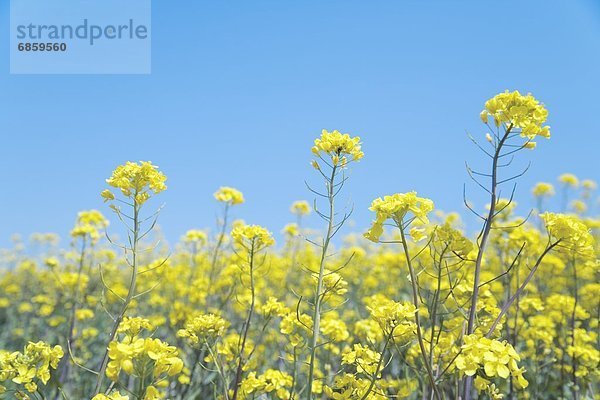 Himmel  blühen  Feld  blau  Raps  Brassica napus