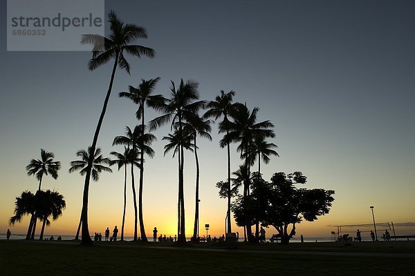 Sonnenuntergang  Baum  Kokosnuss