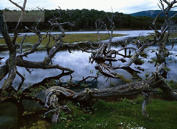 Feuerland Tierra del fuego Fluss Ast kahler Baum kahl kahle Bäume Argentinien Südamerika