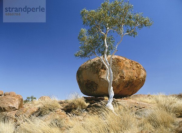 Felsbrocken  Baum  Anordnung  Murmel  Murmeln  Australien  Northern Territory