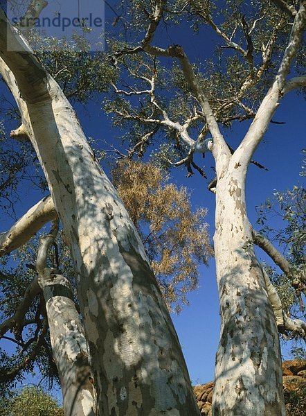 niedrig  Baum  Ansicht  Flachwinkelansicht  Winkel  Australien  Eukalyptus  Northern Territory