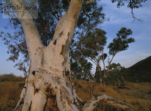 Baum  Feld  Australien  Eukalyptus  Northern Territory