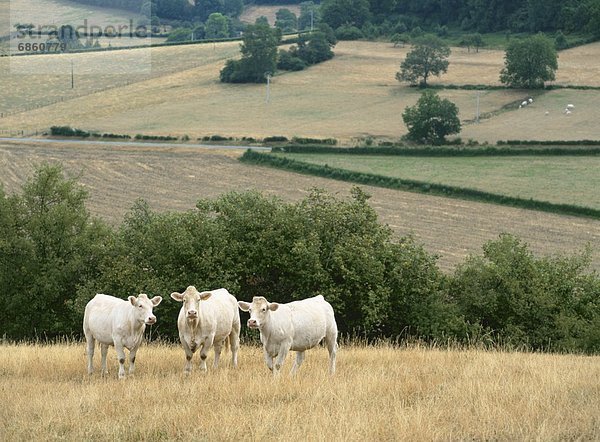 Hausrind  Hausrinder  Kuh  Frankreich  Feld  Gras  grasen