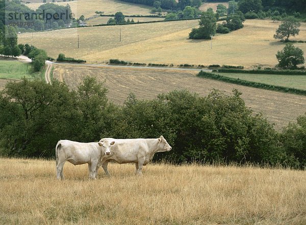 Hausrind  Hausrinder  Kuh  Frankreich  Feld  Gras  grasen