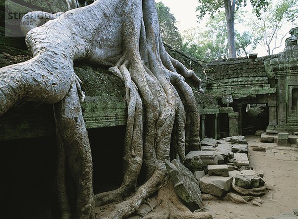 Stein  Baum  über  Wachstum  Ruine  Wurzel  groß  großes  großer  große  großen  Angkor  Kambodscha