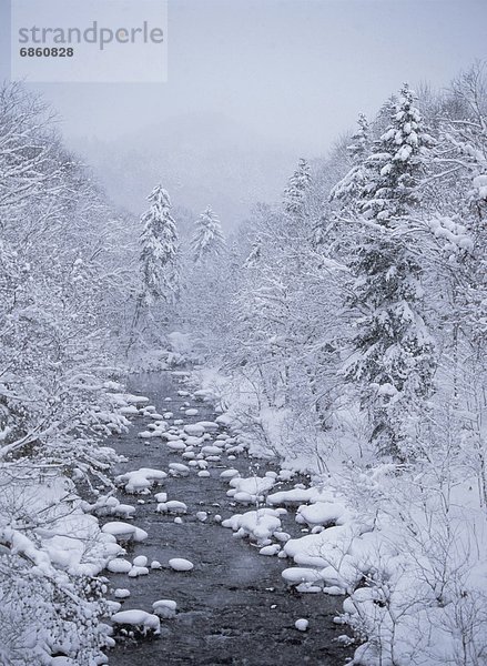 bedecken  Baum  rennen  Wald  Fluss  Hokkaido  Japan  Schnee