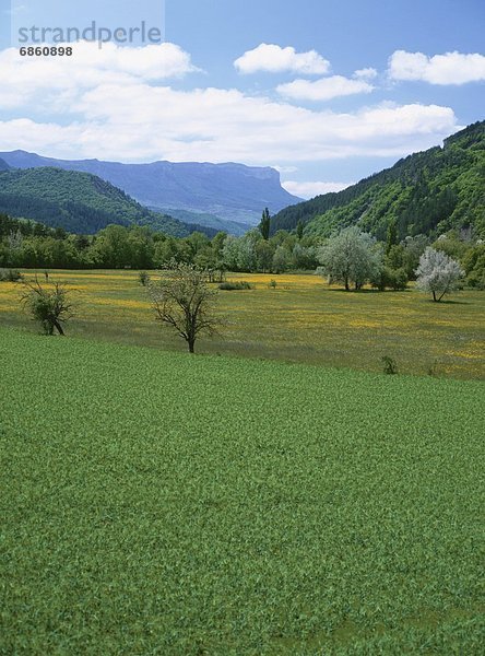 Frankreich  Blume  Baum  gelb  Feld  Wiese