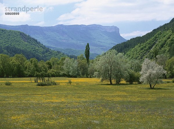 Frankreich  Blume  Baum  gelb  Feld  Wiese