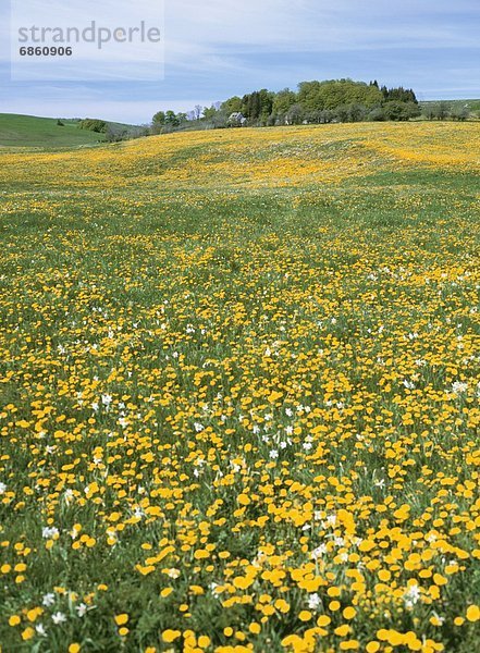 Frankreich  Blume  gelb  blühen  Feld