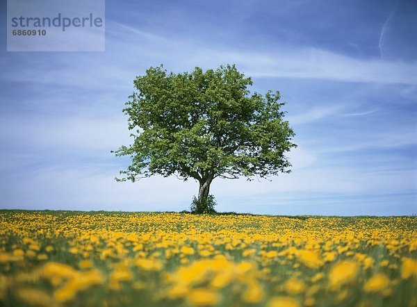 Frankreich  Blume  Baum  gelb  Feld  1  Löwenzahn