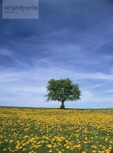 Frankreich  Blume  Baum  gelb  Feld  1  Löwenzahn