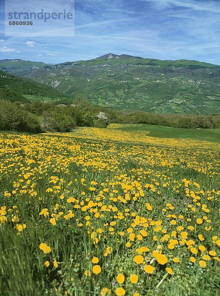 entfernt  Europa  Berg  Blume  gelb  Feld  Emilia-Romangna  Italien