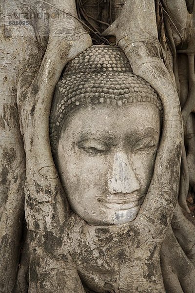 Stein  Baum  Wurzel  Nestbau  Ayuthaya  Buddha  Thailand