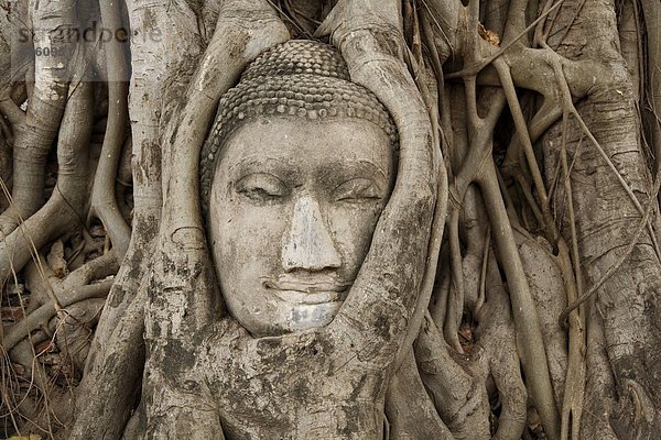 Stein  Baum  Wurzel  Nestbau  Ayuthaya  Buddha  Thailand