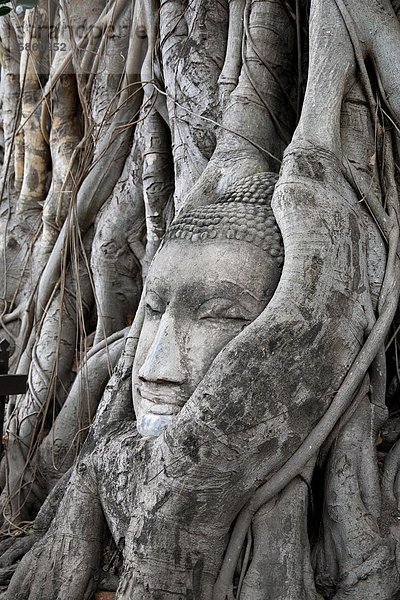 Stein  Baum  Wurzel  Nestbau  Ayuthaya  Buddha  Thailand