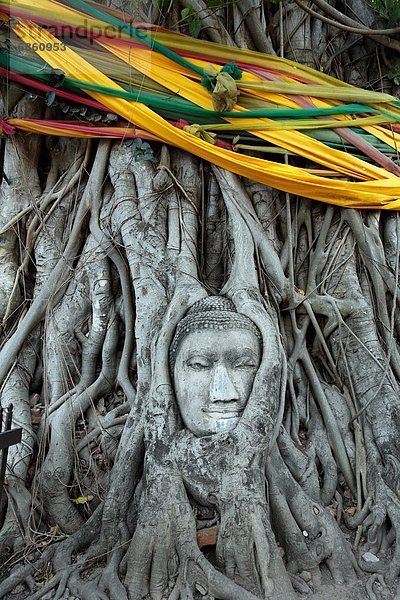 Stein  Baum  Wurzel  Nestbau  Ayuthaya  Buddha  Thailand