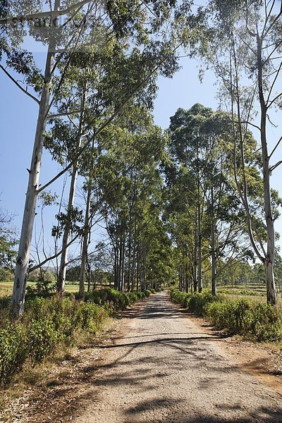 Baum  Fernverkehrsstraße  Menschenreihe  Südostasien  Myanmar