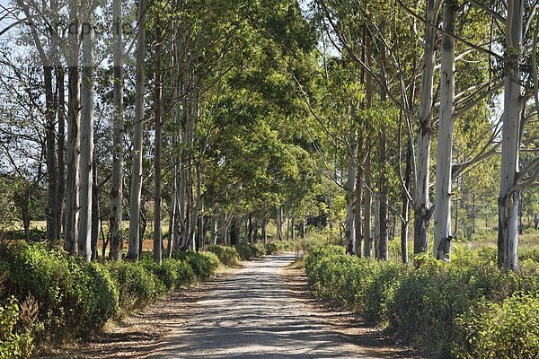 Baum  Fernverkehrsstraße  Menschenreihe  Südostasien  Myanmar